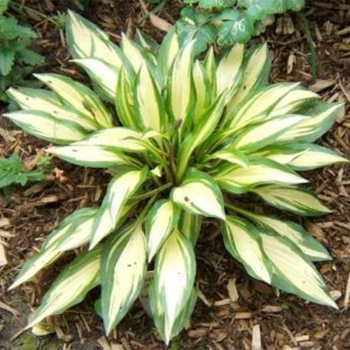 HOSTA 'Cherry Berry'