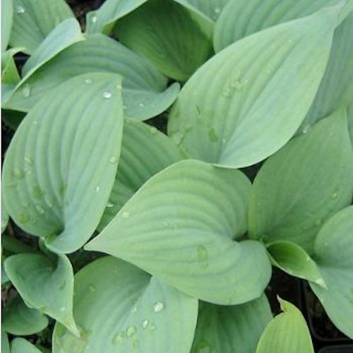 HOSTA 'Fragant Blue'