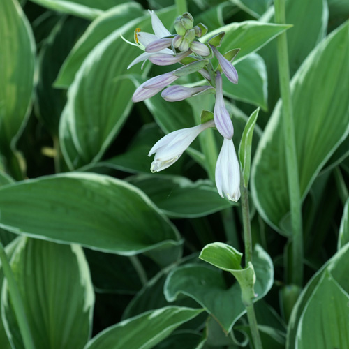 HOSTA 'Francee'