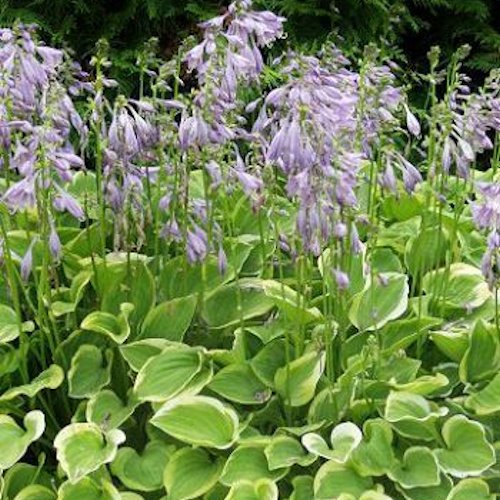 HOSTA 'Golden Tiara'