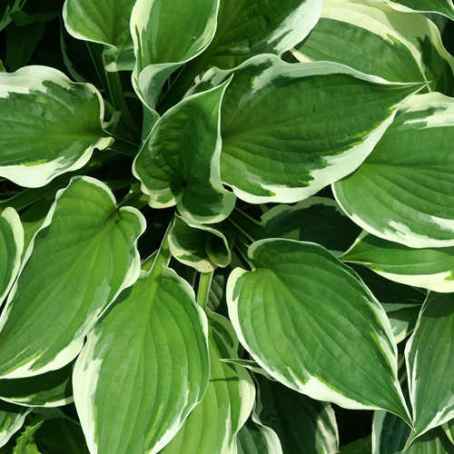 HOSTA 'Patriot'