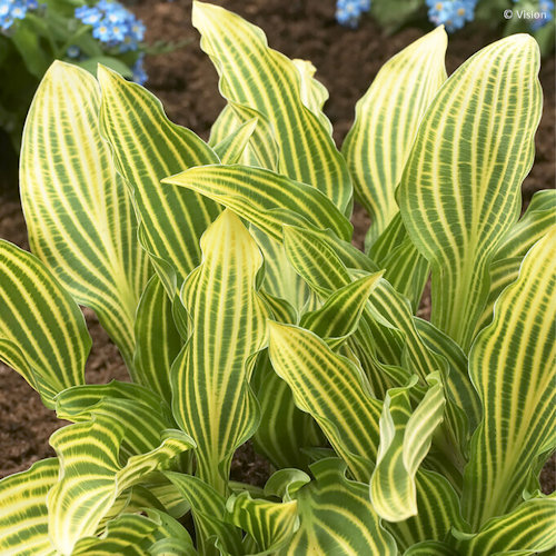 HOSTA 'Siberian Tiger'