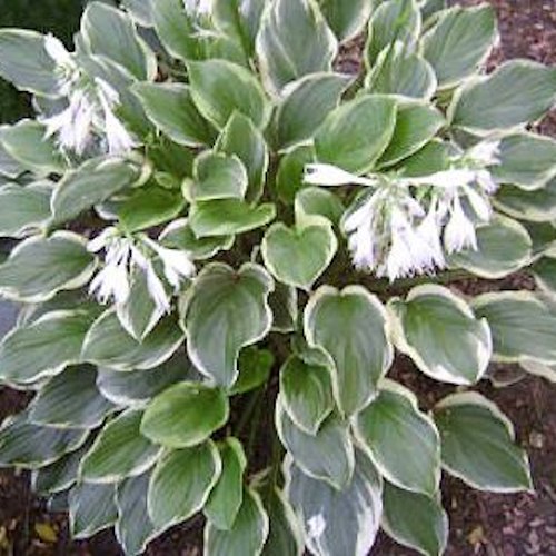 HOSTA 'So Sweet'