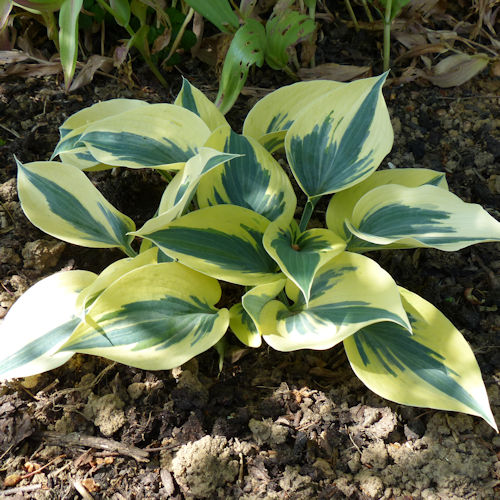 HOSTA '???'