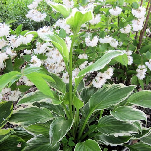 HOSTA crispula 'Variegata'