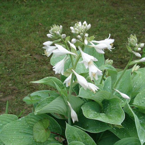 HOSTA plantaginea var. japonica (grandiflora)