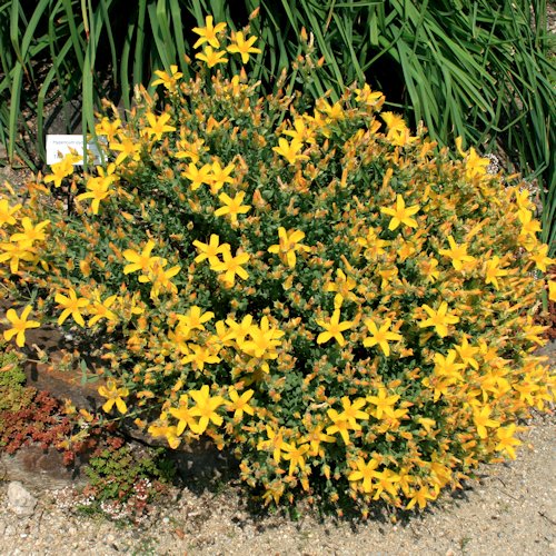 HYPERICUM beanii