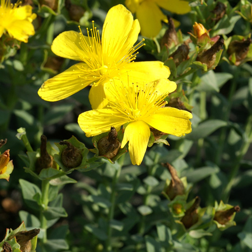 HYPERICUM olympicum 