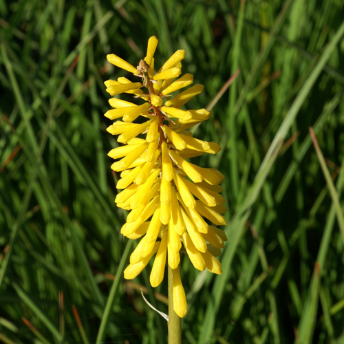 KNIPHOFIA 'Minister Verschuur'