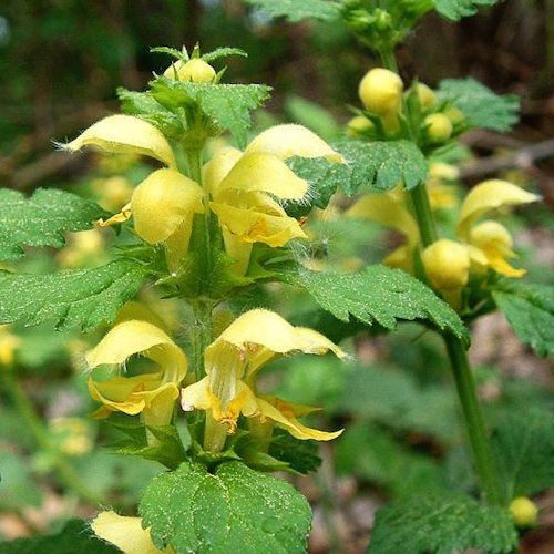 LAMIASTRUM galeobdolon