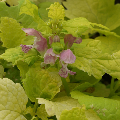 LAMIUM maculatum 'Cannon's Gold'