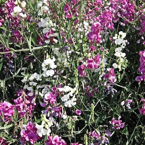 LATHYRUS latifolius