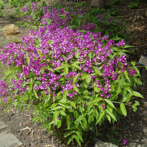 LATHYRUS vernus