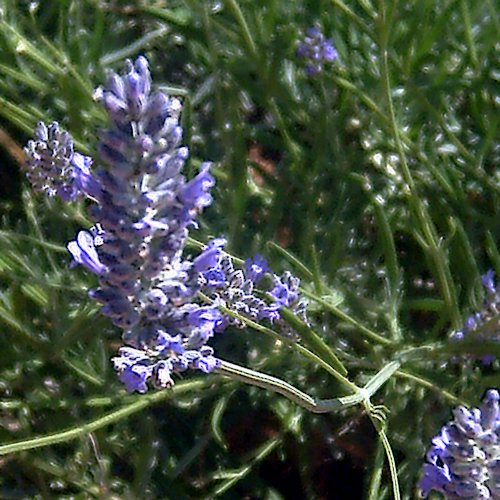 LAVANDULA latiflolia