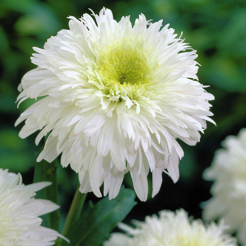 LEUCANTHEMUM superbum 'Fiona Coghill'