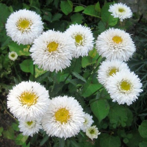 LEUCANTHEMUM superbum 'Snehurka'