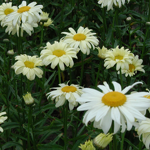 LEUCANTHEMUM 'Sonnenschein'