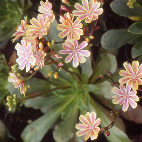 LEWISIA cotyledon