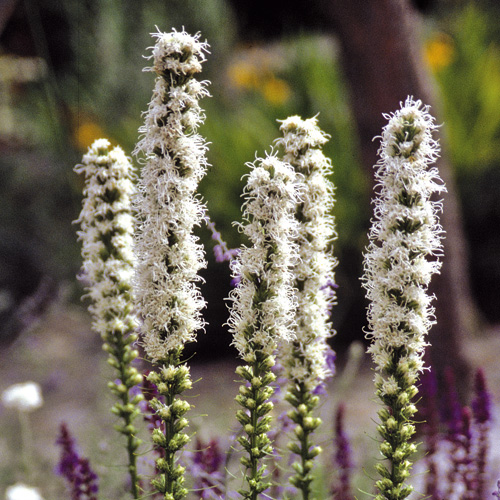 LIATRIS spicata 'Floristan Weiss'