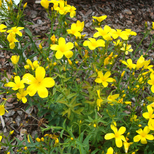LINUM flavum