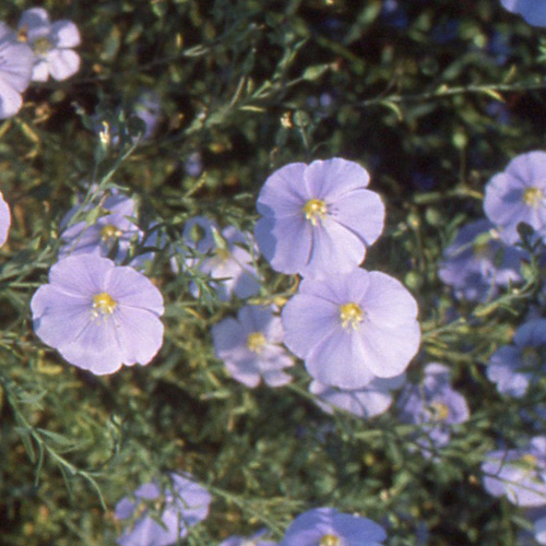 LINUM perenne