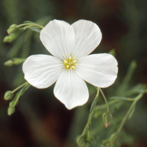 LINUM perenne 'Album'