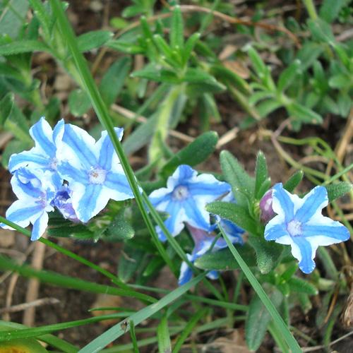 LITHODORA diffusa 'Star'