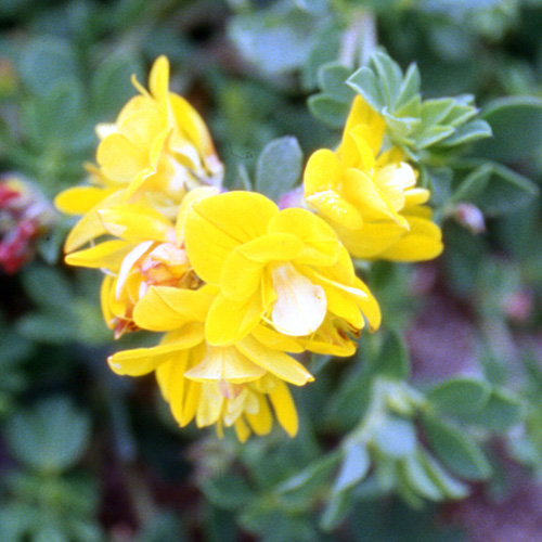 LOTUS corniculatus 'Pleniflorus'