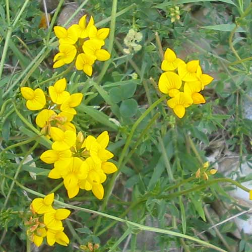 LOTUS corniculatus