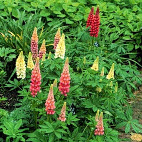 LUPINUS 'Russels Hybrids'
