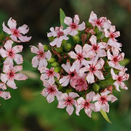 LYCHNIS chalcedonica 'Carnea'