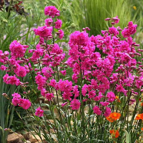 LYCHNIS viscaria 'Plena'