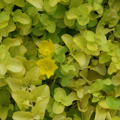 LYSIMACHIA nummularia 'Aurea'