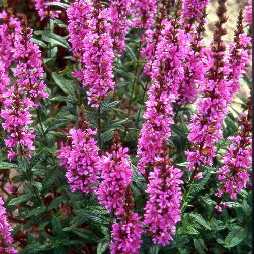 LYTHRUM salicaria 'Fire Candle'