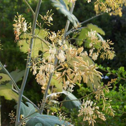 MACLEAYA microcarpa 'Kelway's Coral Plume'