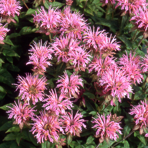 MONARDA 'Prärieglut'