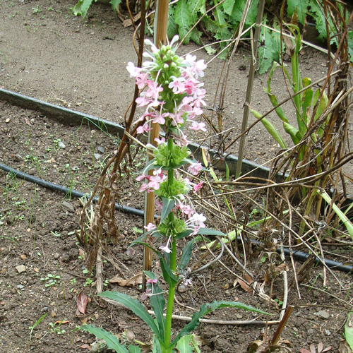 MORINA longifolia