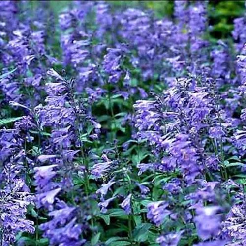 NEPETA sibirica 'Souvenir d’Andre Chaudron'