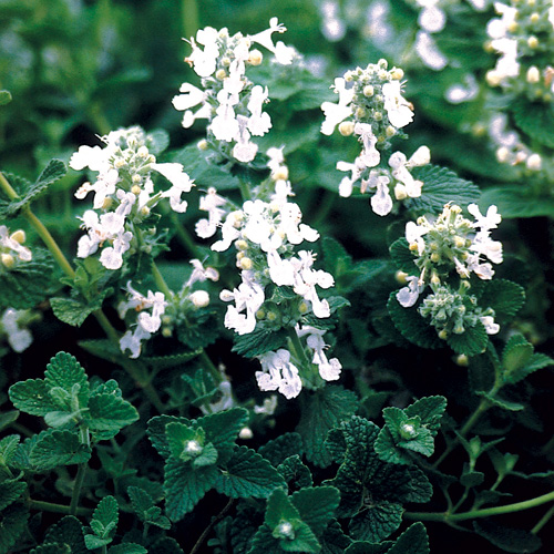 NEPETA racemosa alba