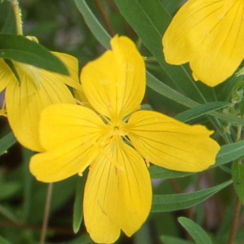 OENOTHERA 'African Sun' ®