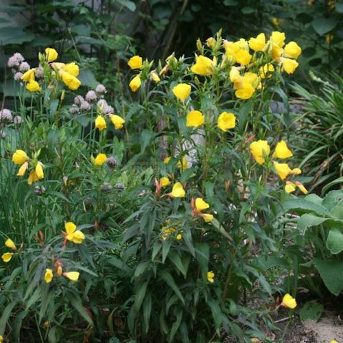 OENOTHERA fruticosa ssp. Glauca