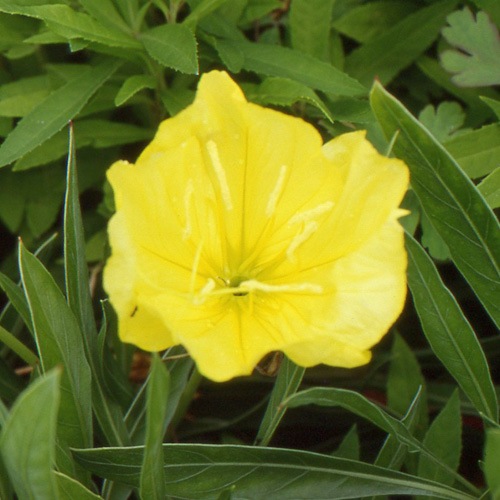 OENOTHERA macrocarpa (missouriensis)