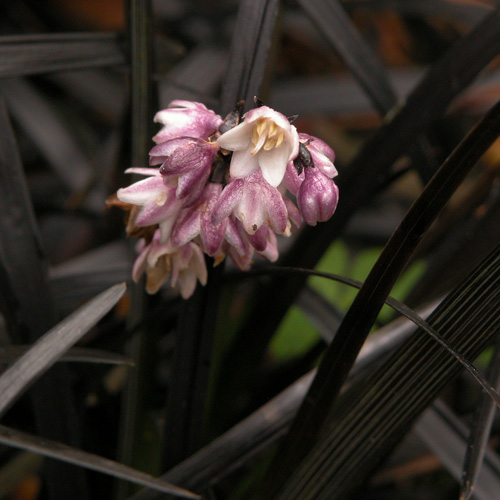 OPHIOPOGON planiscapus 'Niger'