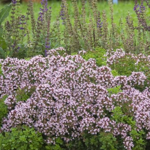 ORIGANUM vulgare 'Compactum'