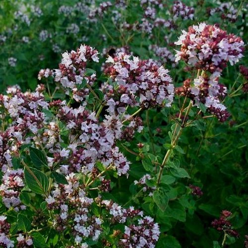 ORIGANUM vulgare
