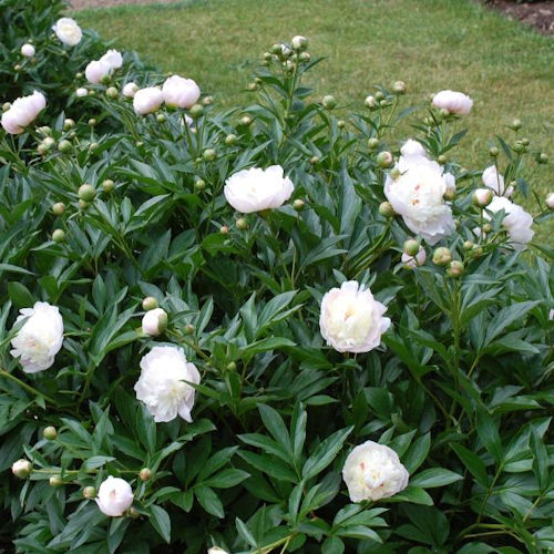 PAEONIA lactiflora 'Duc de Wellington'