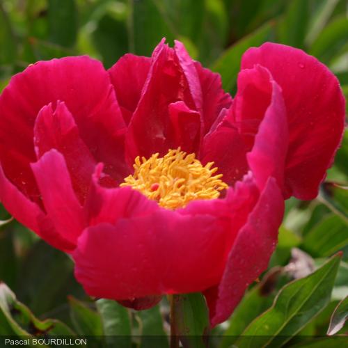 PAEONIA lactiflora 'Mme Jean Bohin'