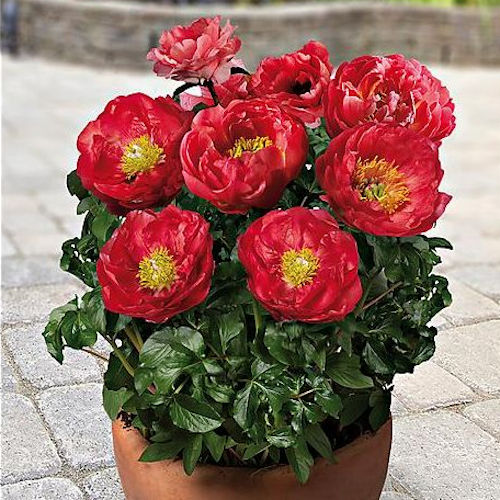 PAEONIA lactiflora 'Patio Moscow'