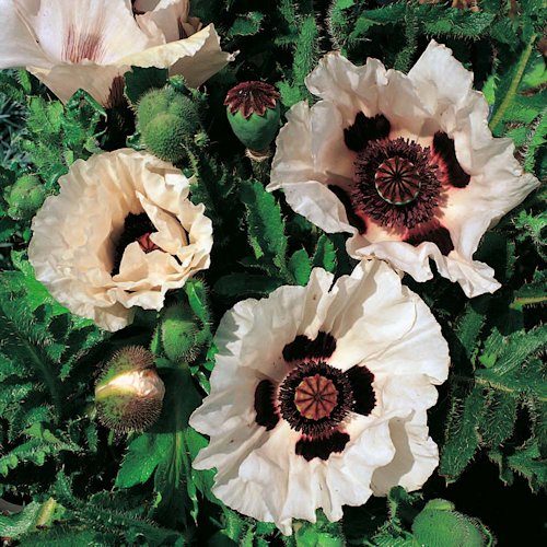 PAPAVER orientale 'Checkers'