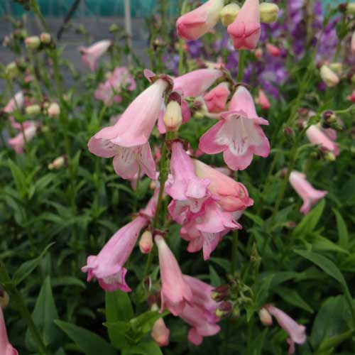 PENSTEMON 'Evelyn'